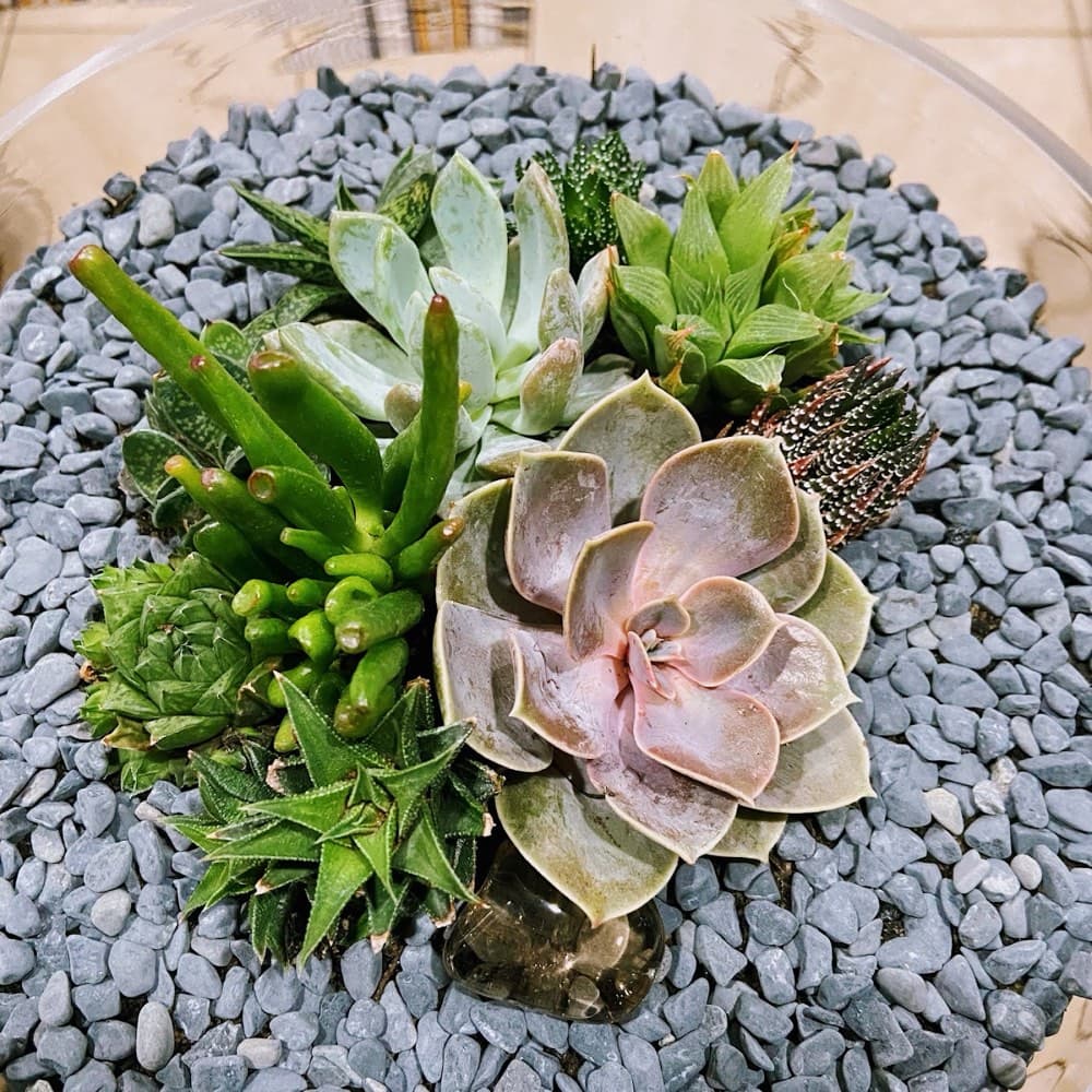 Custom succulent gardens & arrangements