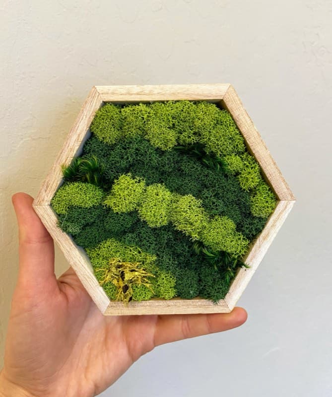 Kokedama