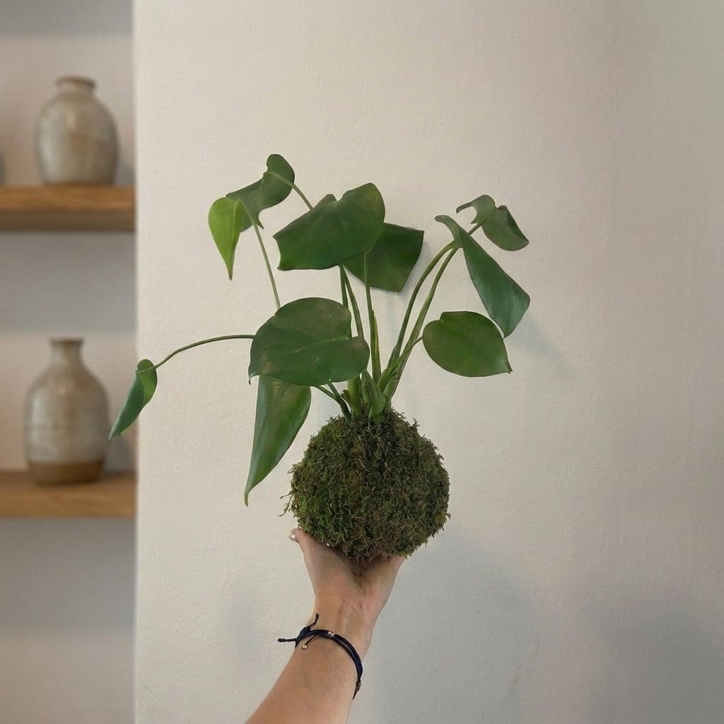 Monstera kokedama