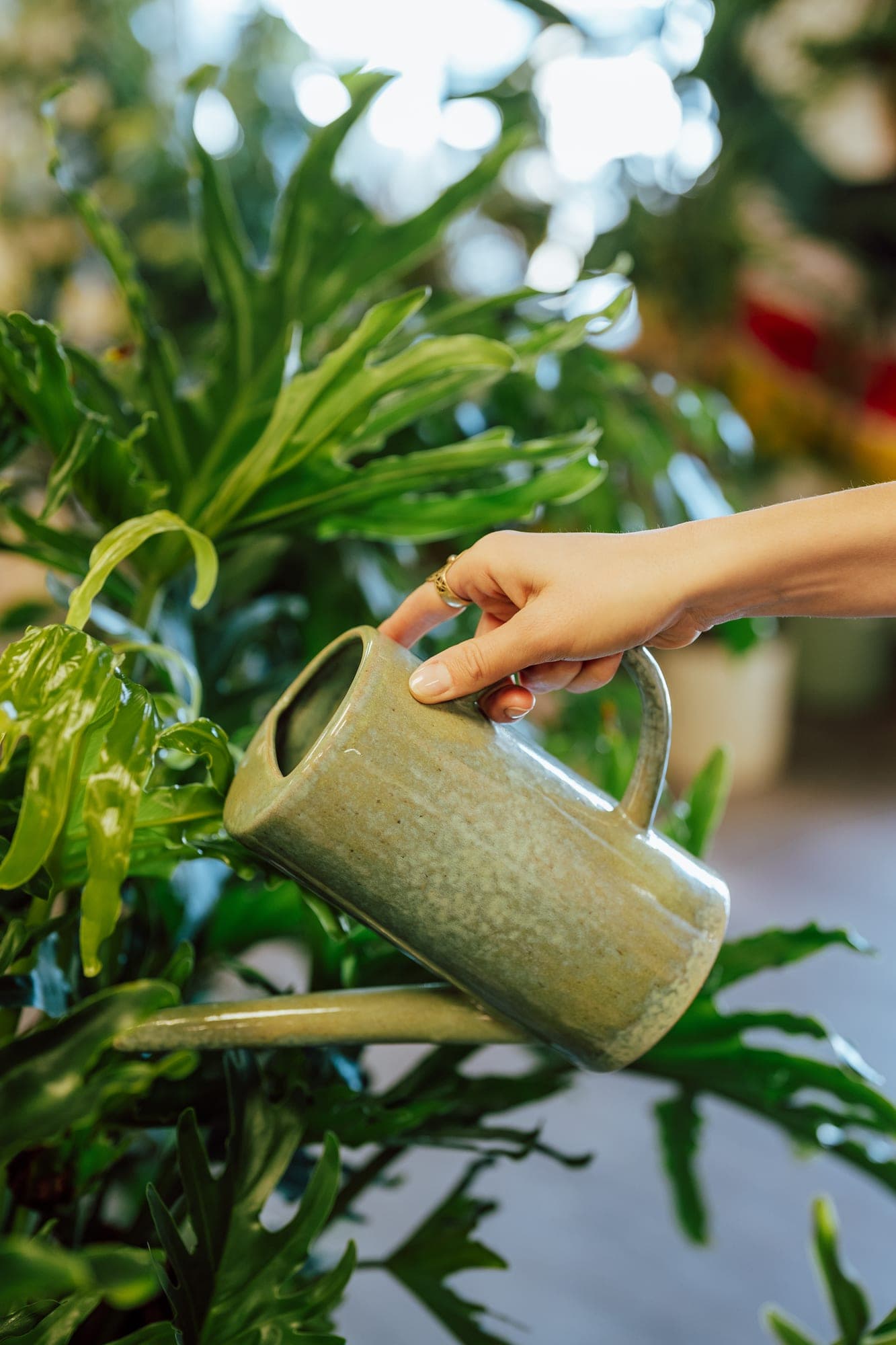 Plant care